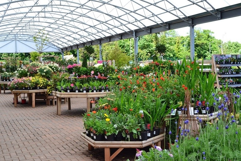 Plant