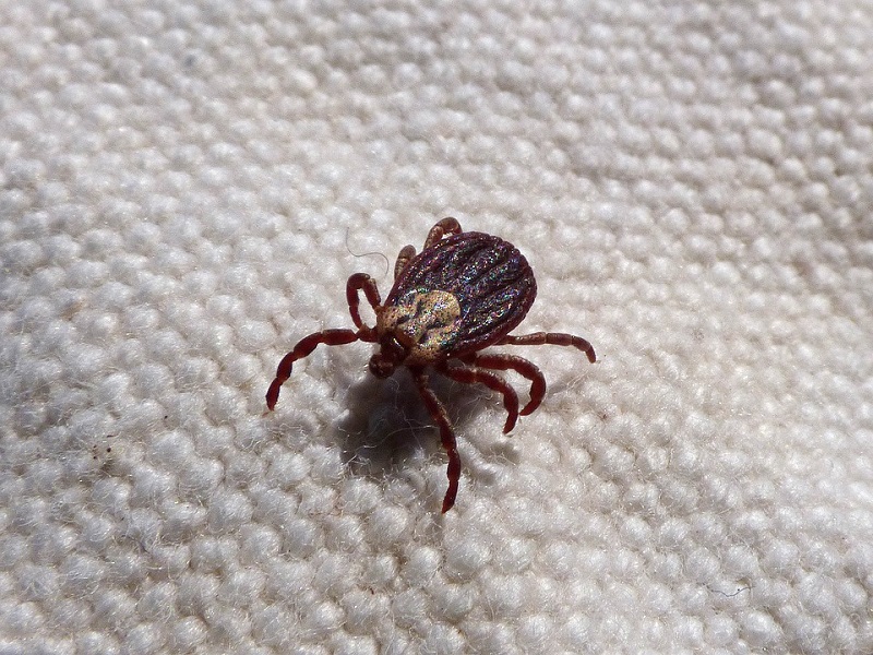 Tick Infestation