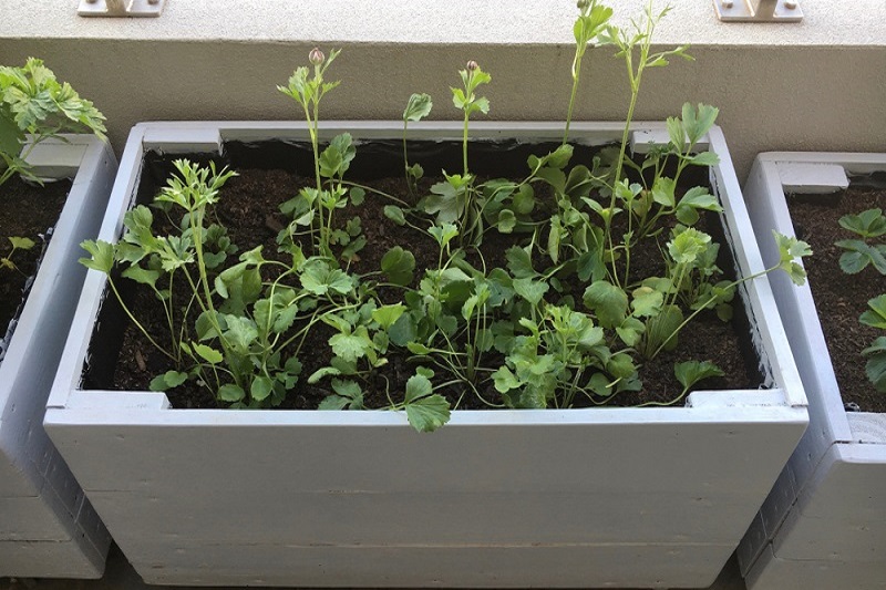 Concrete Planter Boxes