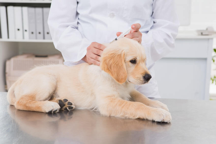 5 Benefits of Puppy Vaccinations In Ireland