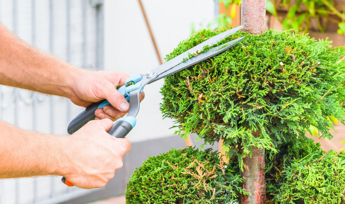 tree service Sacramento