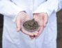 Soil Testing Melbourne