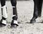 Horse Protection Boots