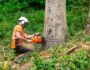 emergency tree removal melbourne