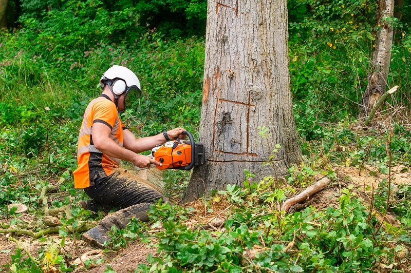 emergency tree removal melbourne