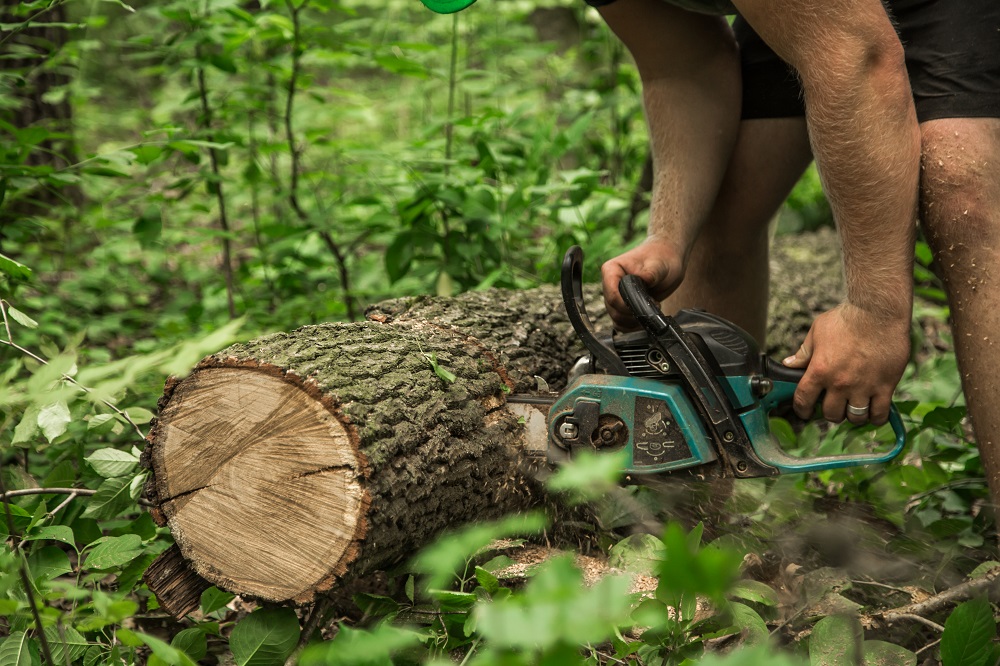 emergency tree removal melbourne