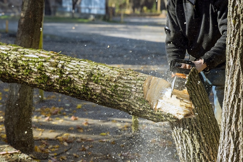 emergency tree removal melbourne
