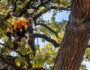 tree pruning ringwood