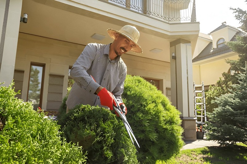 tree pruning ringwood