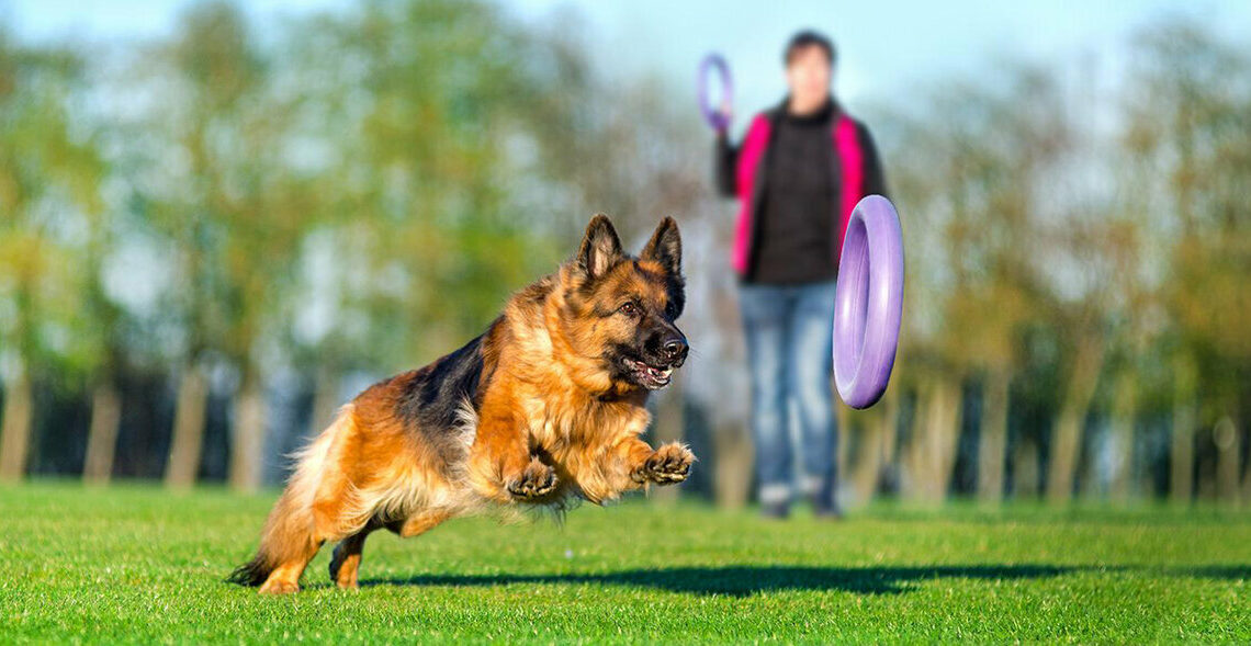 dog trainers mornington