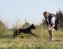 dog trainers melbourne