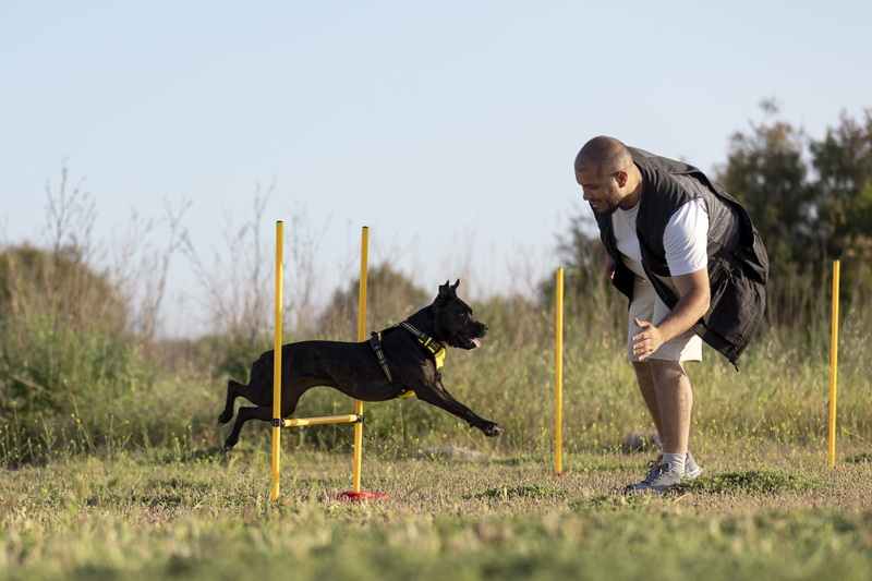 dog trainers melbourne