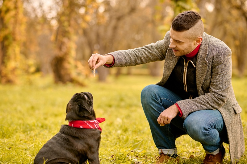 dog trainers melbourne
